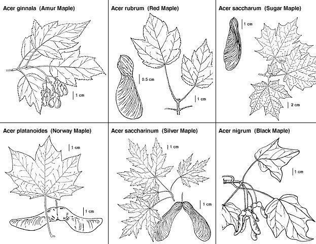 maple leaf description by biology 6