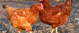 Popis mini masných plemen kuřat