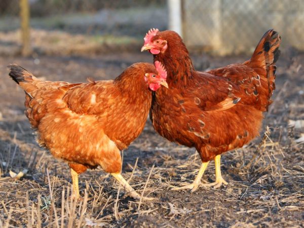 Beskrivning av miniköttraser av kycklingar