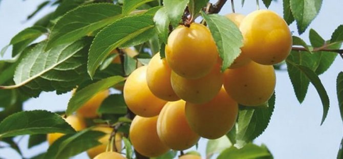 description d'une des variétés de prunes