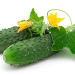 Description of the Kibriya cucumber