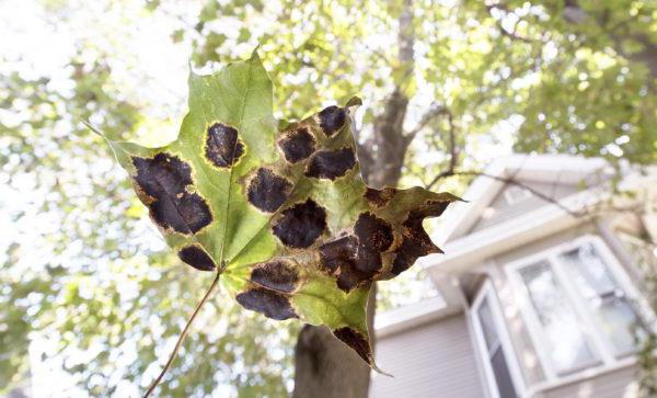 autumn maple leaf description