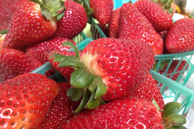 Description of strawberry fruits Albion