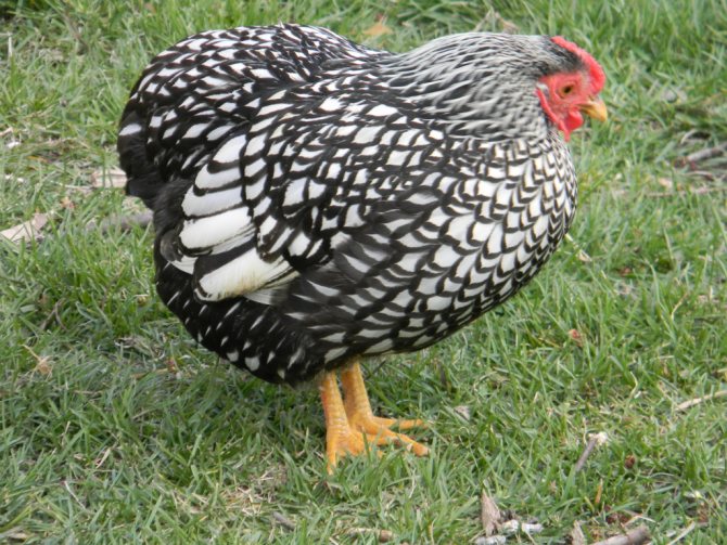 Описание на породата пилета Wyandot сребристо златисто