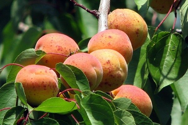 Description of the apricot variety Red-cheeked and diseases, planting and care, winter hardiness