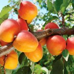 Description of the apricot variety Triumph Severny