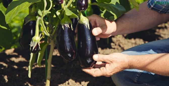 Beskrivning av Roma f1-aubergine, dess egenskaper och avkastning