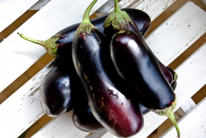 Beskrivning av Roma f1-aubergine, dess egenskaper och avkastning