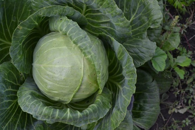 Description of the Amager cabbage variety characteristics and cultivation