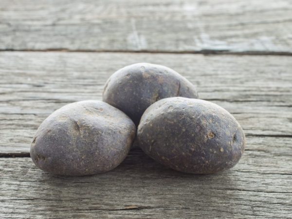 Popis odrůdy brambor Black Prince