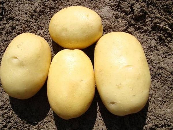 Paglalarawan ng pagkakaiba-iba ng patatas Juvel, mga katangian at ani nito