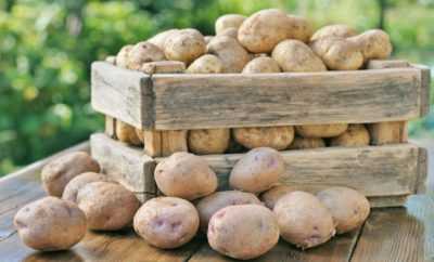 وصف البطاطس المتنوعة خرافة ميزات الزراعة والرعاية