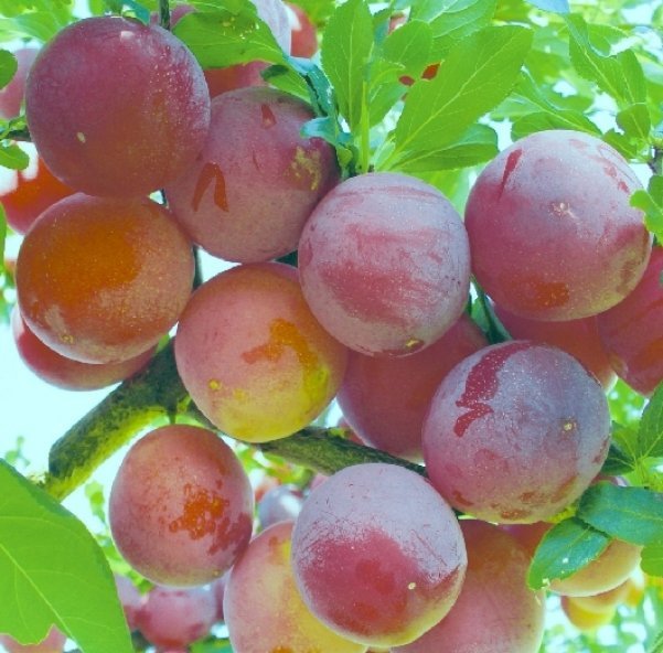 description of the plum variety Krasnomyasaya