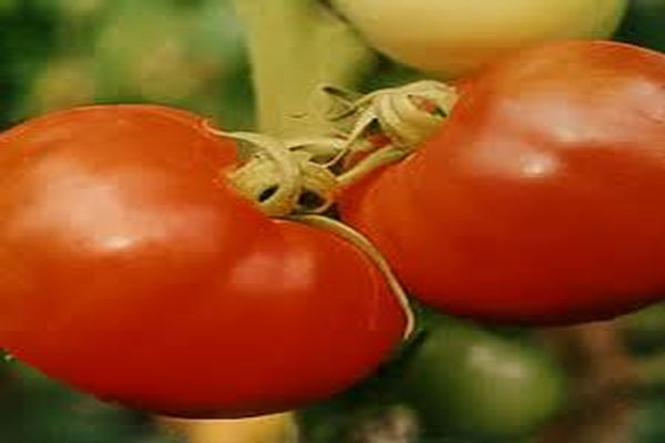 Описание на сорта домати Nasha Masha, неговите характеристики и характеристики