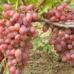 Описание на сорта грозде Виктор