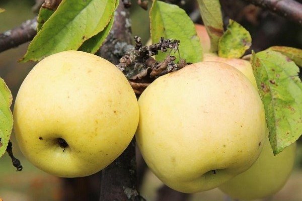 Beskrivning av äppelsorten Antonovka