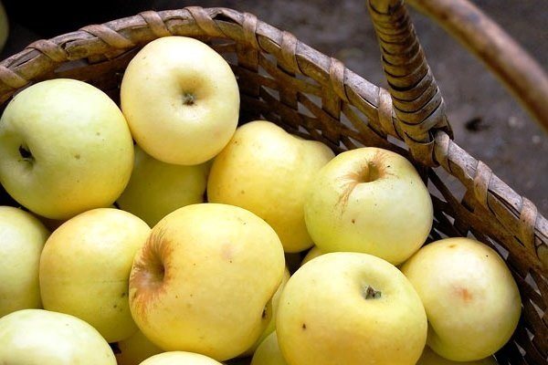Beskrivning av äppelsorten Antonovka