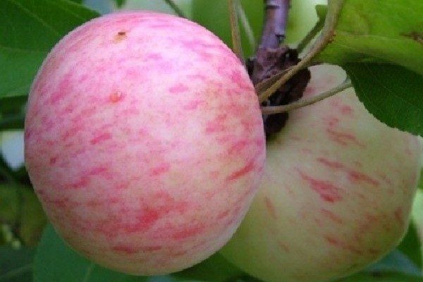 Описание на сорта ябълки Грушовка Москва