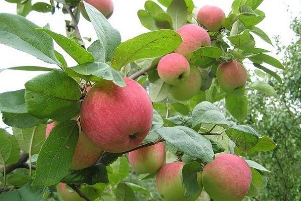 وصف مجموعة متنوعة من التفاح Grushovka Moscow