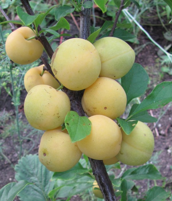 description of plum varieties