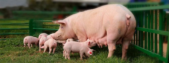 وصف الخنازير Landrace