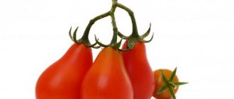 Beskrivning av Red Pear tomat