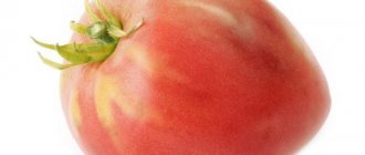 Beskrivning av tomat Nastenka