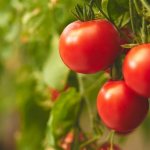 Description of the Siberian early ripening tomato