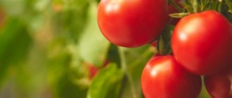Beskrivning av den sibiriska tidigt mogna tomaten