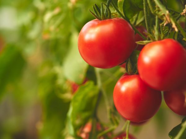 Description of the Siberian early ripening tomato