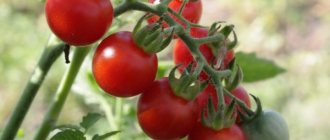 Description of tomatoes Apple varieties