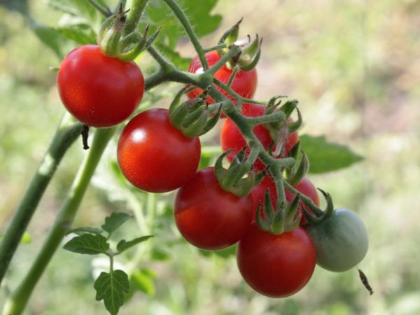 Description des tomates Variétés de pommes