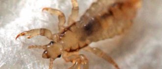 Description of lice and routes of infection