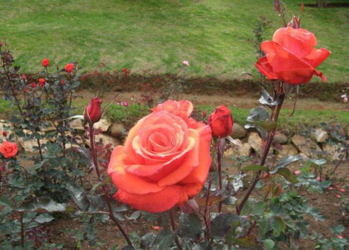 définition du concept de rose rasta rosaceae