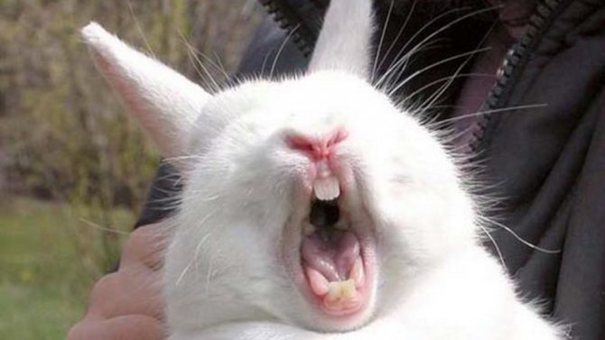 You can determine the age of a decorative rabbit by its teeth.