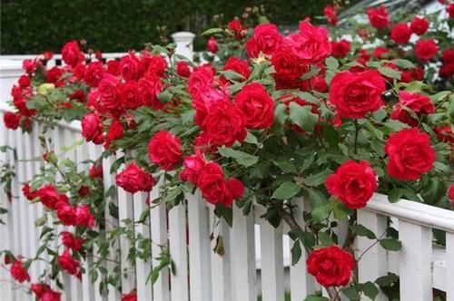 Vous pouvez pulvériser les roses des pucerons si elles ne poussent pas dans un verger