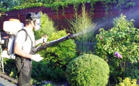 We spray plants, we fight pests