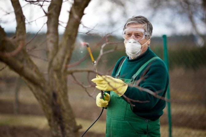 Spraying apricots against diseases and pests