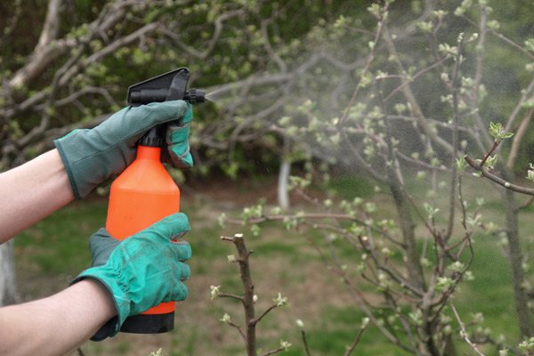 spraying trees