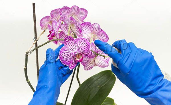Stříkání pro orchideje je užitečné, pokud se nedělá často.
