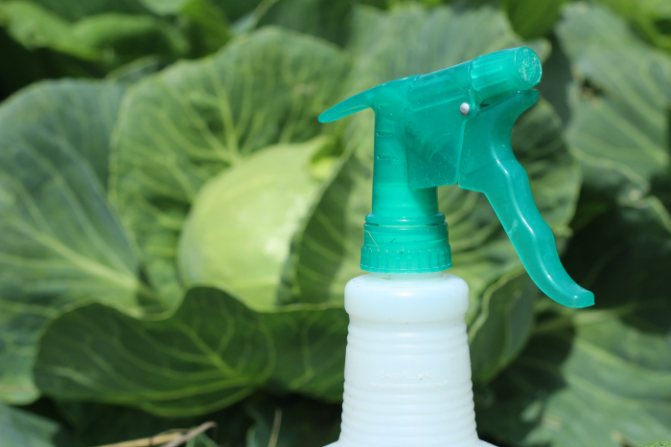 spraying cabbage