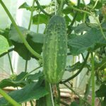 Пръскане на краставици със серум с йод - 7 предимства и описание на работния процес