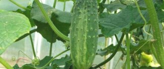 Spraying cucumbers with serum with iodine - 7 benefits and a description of the workflow