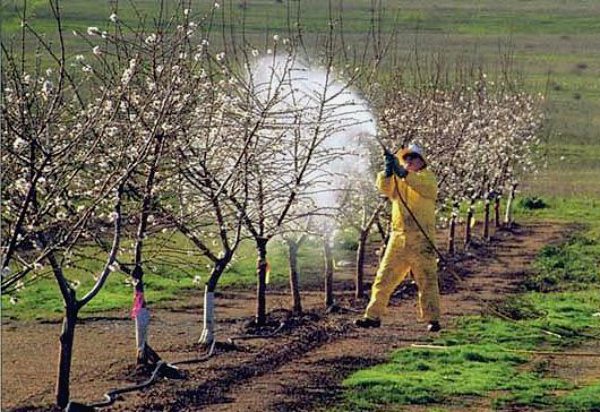 Spraying apple trees
