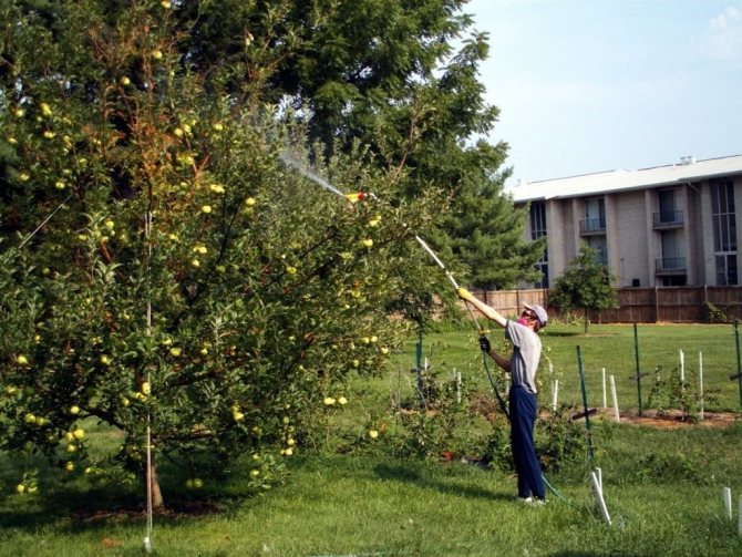 sprinkling the apple tree