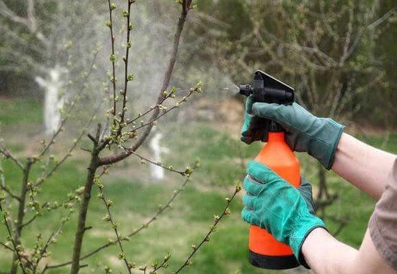 Spraying the apple tree