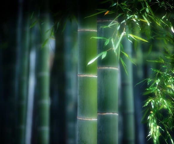 The optimum temperature for growing bamboo is 20-32 degrees.