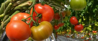 Оптимална температура в оранжерия с домати