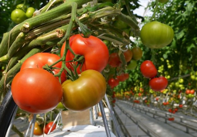 Optimal temperatur i ett tomatväxthus