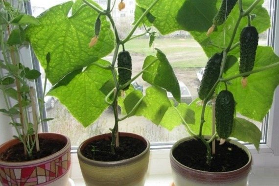 Optimal conditions for growing cucumbers in an apartment
